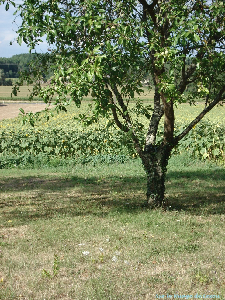 Nos campagnes oubliées...