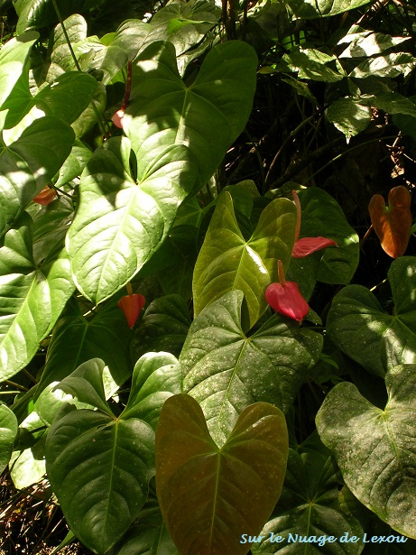 Mes souvenirs de vacances...les fleurs