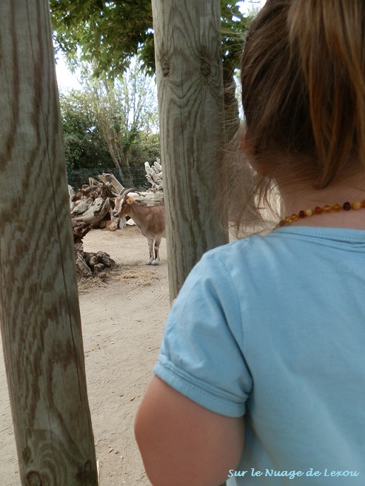 Promenade au zoo...