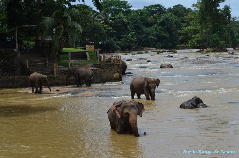 Bain éléphants