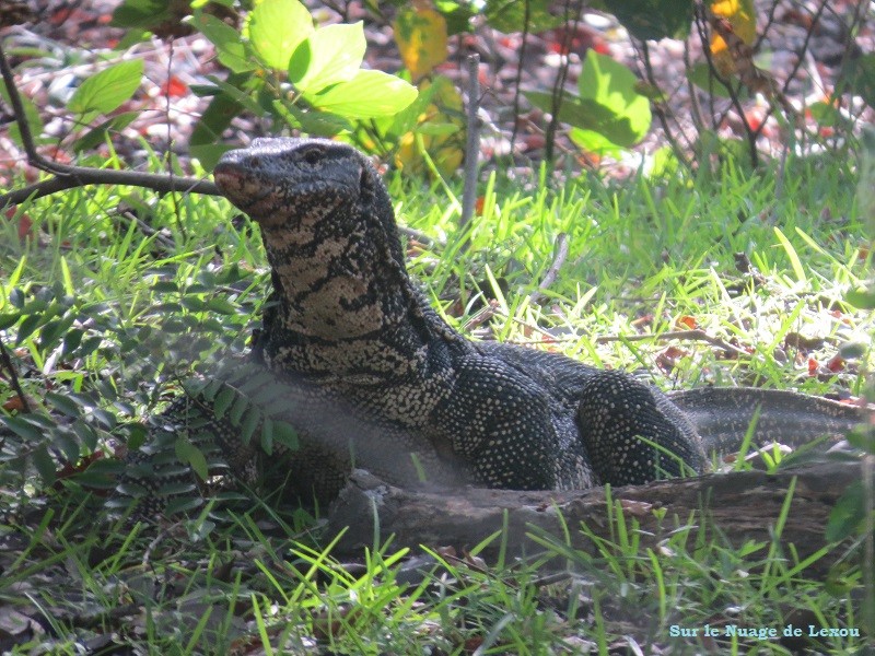 Dragon Polonnaruwa