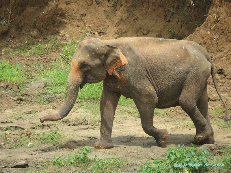 Elephants Pinnawela Sri Lanka