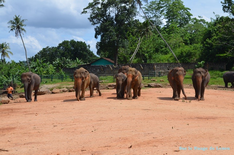 Elephants Sri Lanka Pinnawela