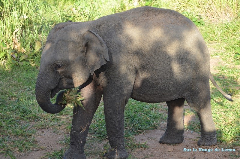 Eléphants safari Minneriya