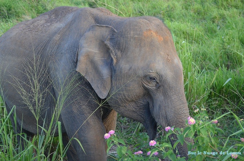 Eléphants safari Sri Lanka