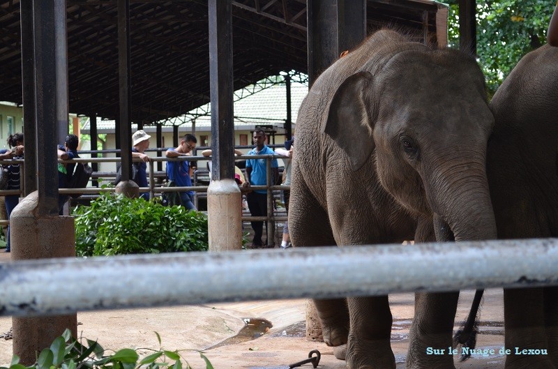 Pinnawela éléphants