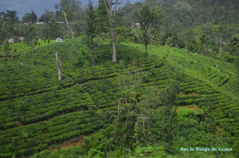 Plantations de thé Sri Lanka