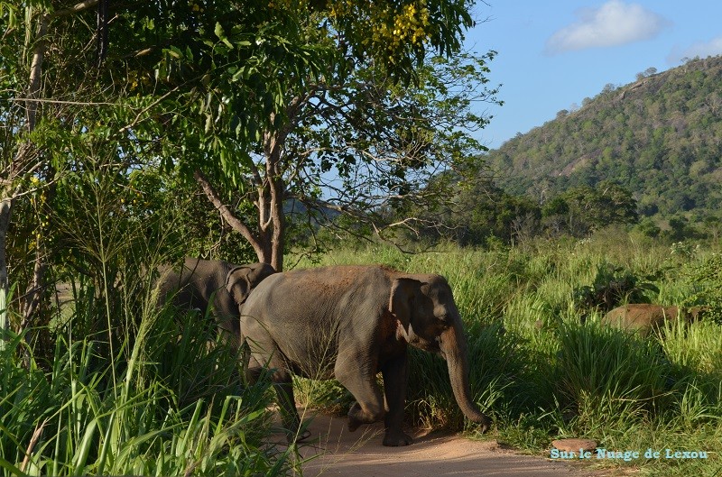 Safari Minneriya