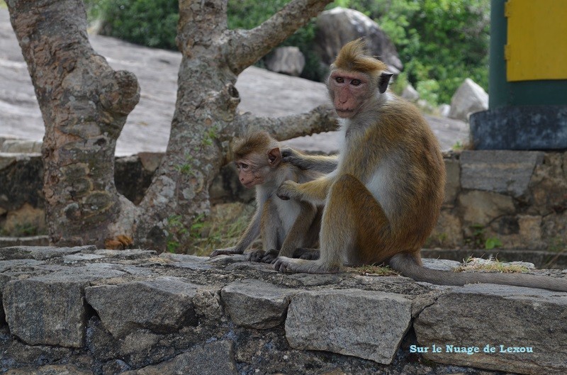 Singes Dambulla