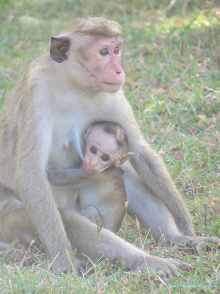 Singes Polonnaruwa