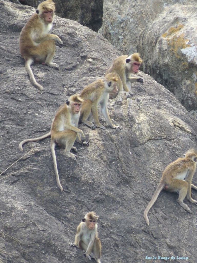 Singes grottes Dambulla