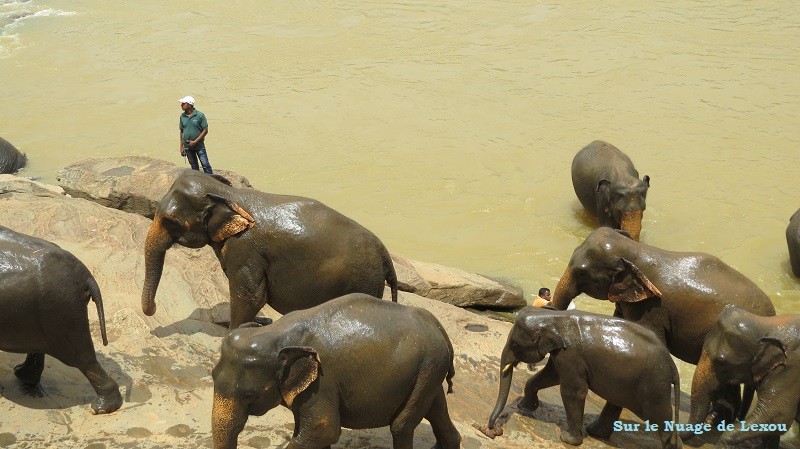 Sortie bain éléphants Sri Lanka