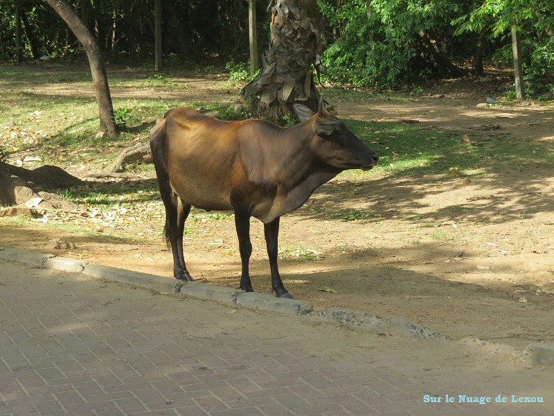 Vache Polonnaruwa