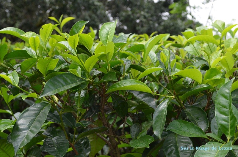 feuille de thé Sri Lanka