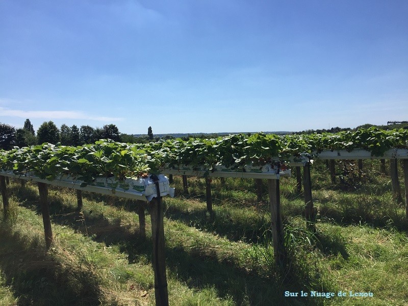 Fraises ferme de Gally