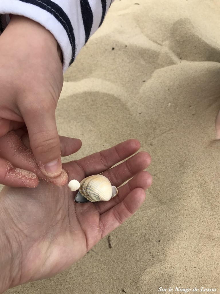 CAP FERRET COQUILLAGE