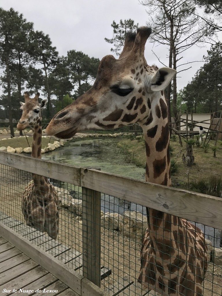 GIRAFES ZOO ARCACHON