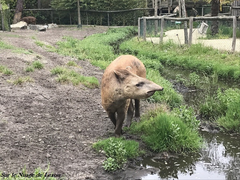 VISITE ZOO ARCACHON