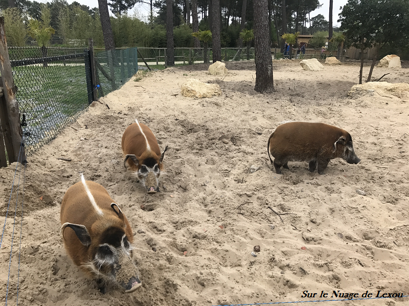 ZOO ARCACHON BALADE