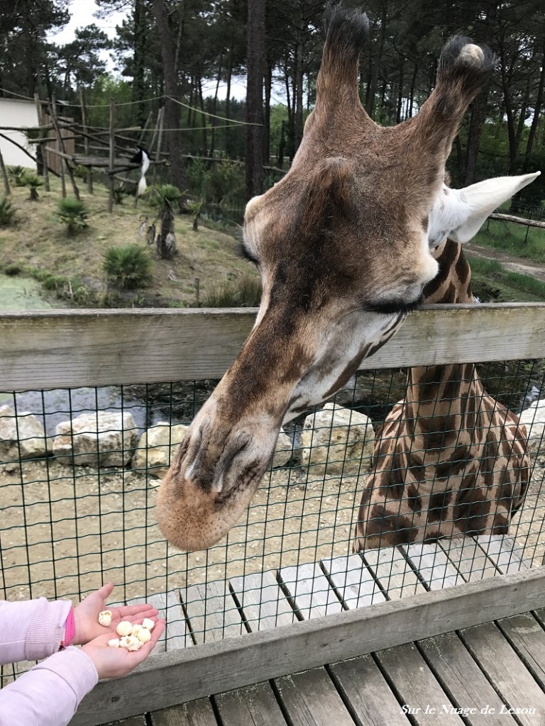 ZOO ARCACHON GIRAFES