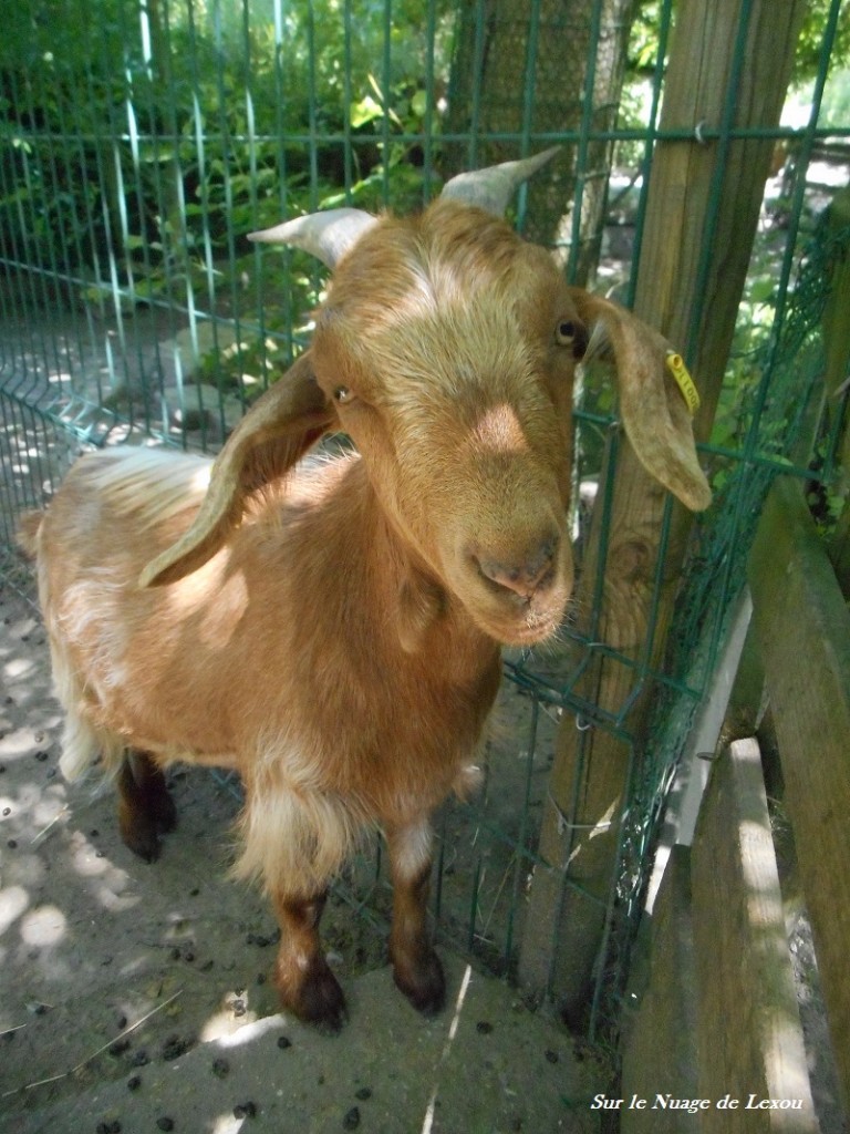 CHEVRE MINI FERME WALIBI