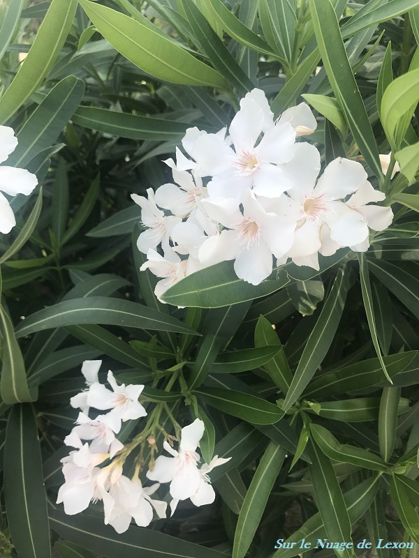 FLEURS TUNISIE