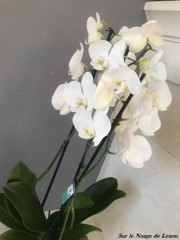 ORCHIDEE