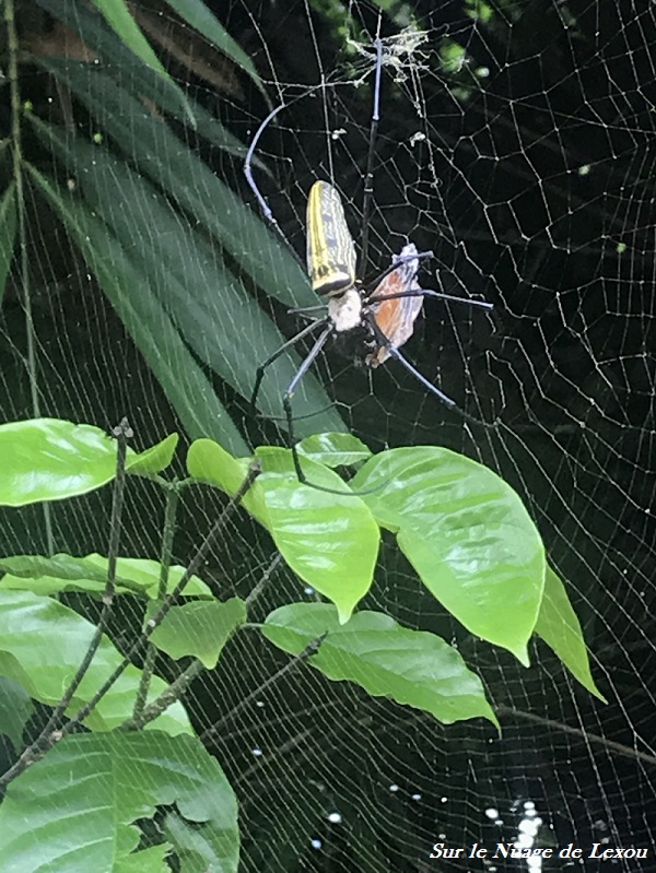 BALI SPIDER