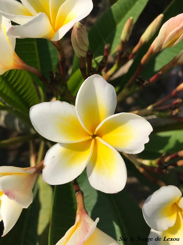 BALI YELLOW FLOWERS