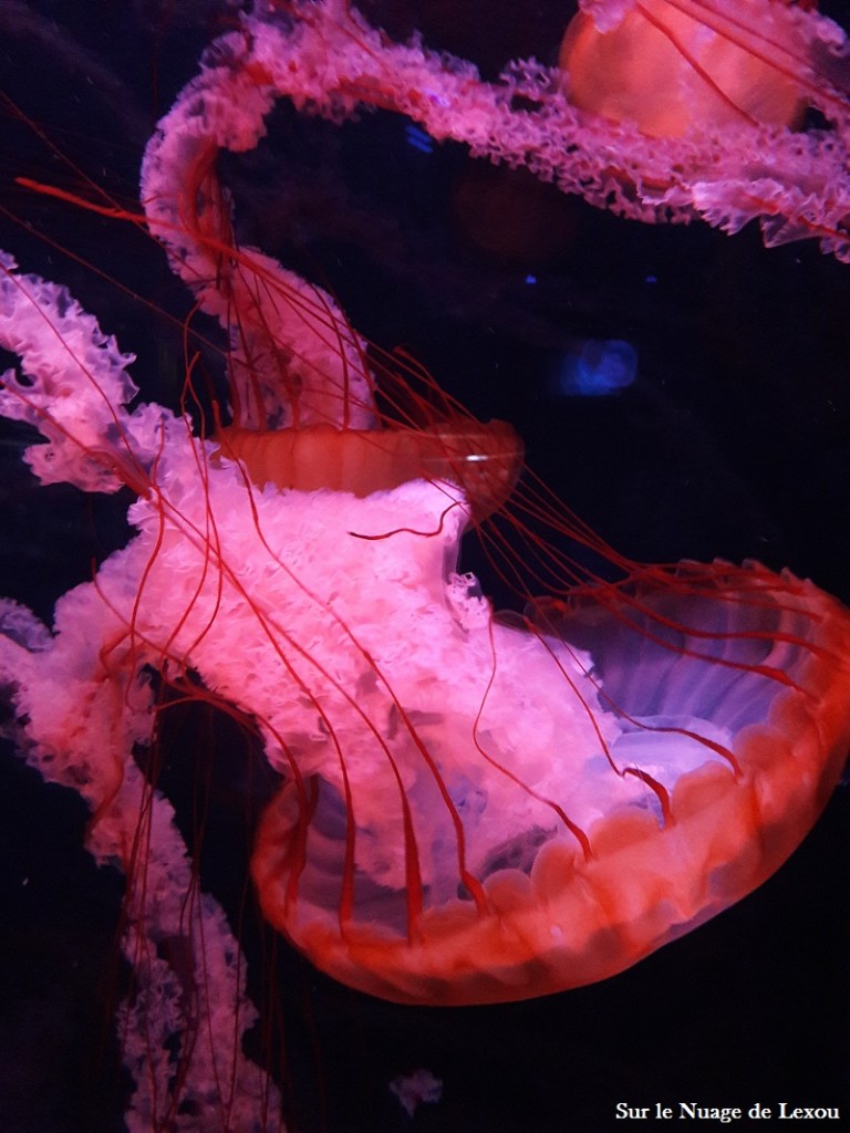 MEDUSES