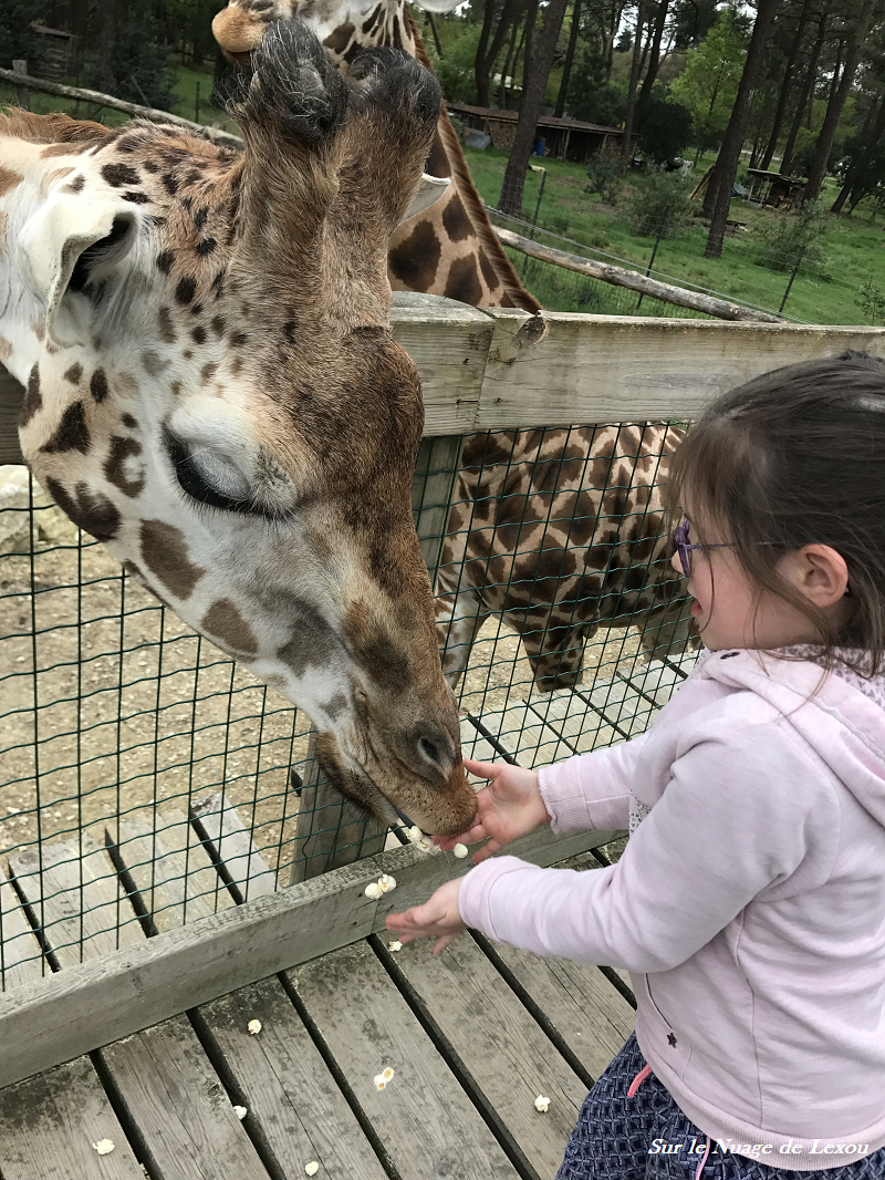 GIRAFES POP CORN ZOO ARCACHON