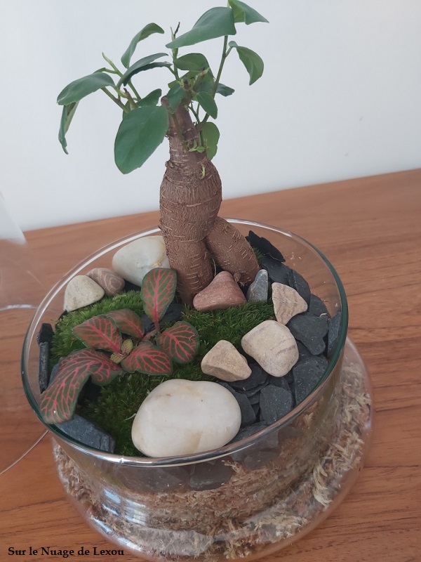 Un Kit Terrarium DIY grâce à Boby La Plante - Julesetmoa